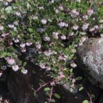 Arctostaphylos hookeri 'Monterey Carpet' - Monterey manzanita