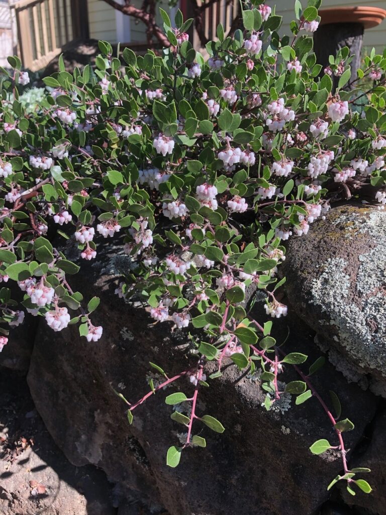 Arctostaphylos hookeri 'Monterey Carpet' - Monterey manzanita