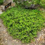 Arctostaphylos glandulosa f. repens 'Mount Vision' - Eastwood manzanita