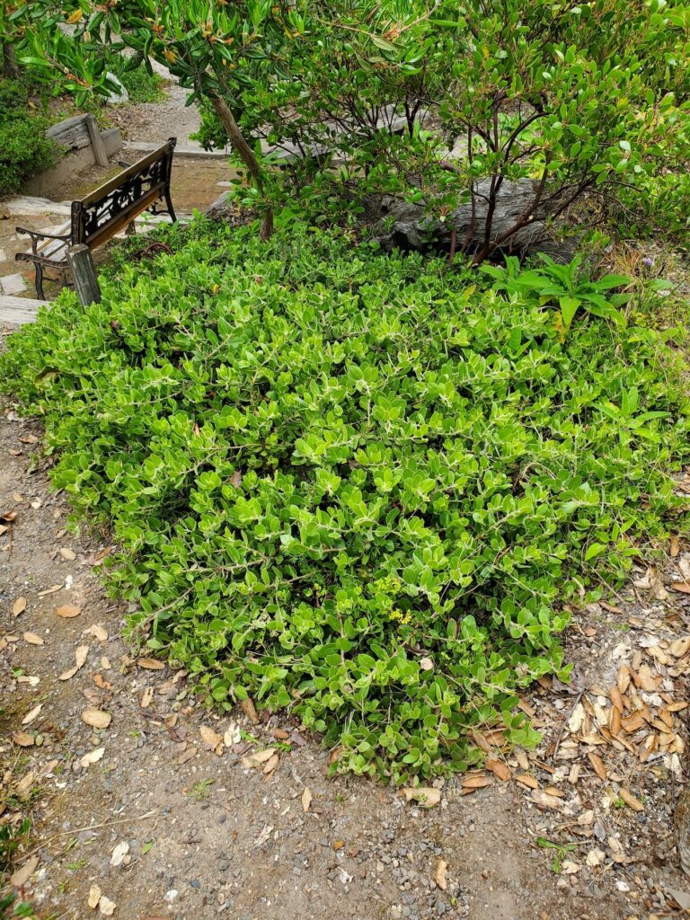 Arctostaphylos glandulosa f. repens 'Mount Vision' - Eastwood manzanita
