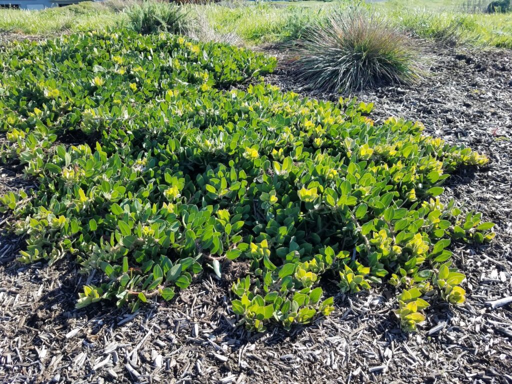 Arctostaphylos glandulosa f. repens 'Mount Vision' - Eastwood manzanita