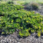 Arctostaphylos glandulosa f. repens 'Mount Vision' - Eastwood manzanita