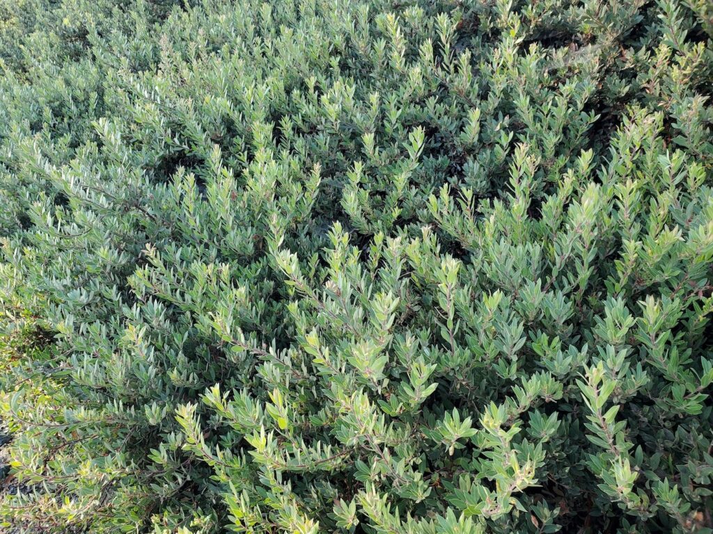 Arctostaphylos 'Pacific Mist' - manzanita