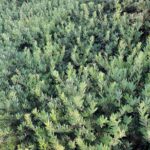 Arctostaphylos 'Pacific Mist' - manzanita
