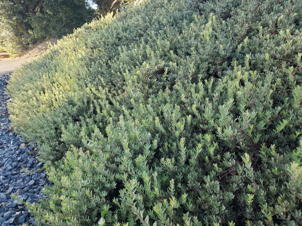 Arctostaphylos 'Pacific Mist' - manzanita