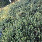 Arctostaphylos 'Pacific Mist' - manzanita