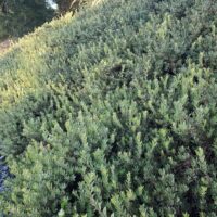Arctostaphylos ‘Pacific Mist’