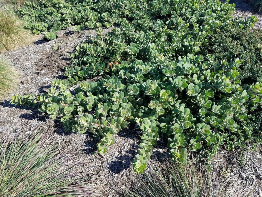 Arctostaphylos x media 'Peter Ehrlich' - manzanita