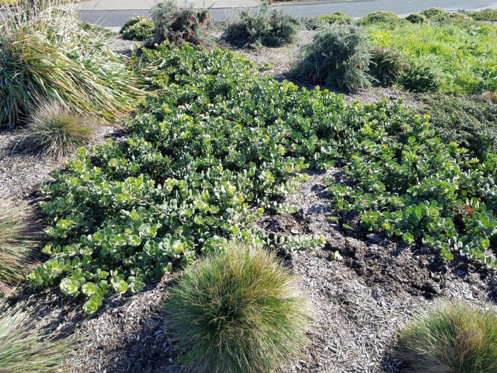 Arctostaphylos x media 'Peter Ehrlich' - manzanita