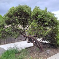 Arctostaphylos ‘Sunset’