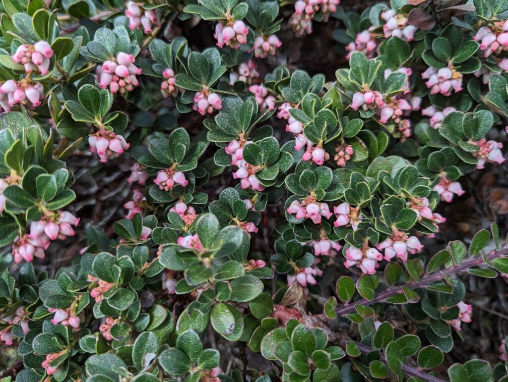 Arctostaphylos uva-ursi 'Point Reyes' - Point Reyes bearberry