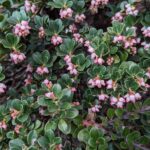 Arctostaphylos uva-ursi 'Point Reyes' - Point Reyes bearberry