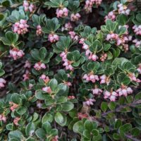 Arctostaphylos uva-ursi ‘Point Reyes’