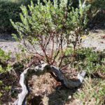 Arctostaphylos auriculata - Mount Diablo manzanita