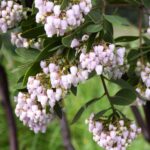 Arctostaphylos manzanita x 'Austin Griffiths' - manzanita