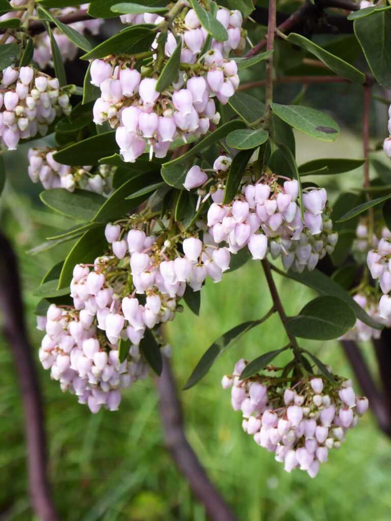 Arctostaphylos manzanita x 'Austin Griffiths' - manzanita