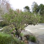Arctostaphylos manzanita x 'Austin Griffiths' - manzanita