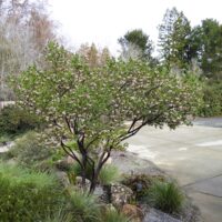 Arctostaphylos manzanita x ‘Austin Griffiths’