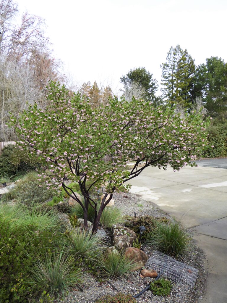 Arctostaphylos manzanita x 'Austin Griffiths' - manzanita