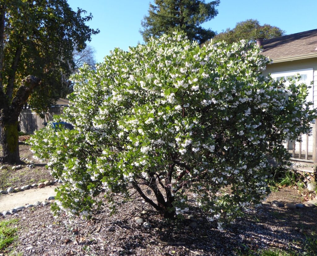 Arctostaphylos manzanita 'Dr. Hurd' - common manzanita