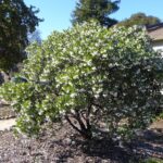 Arctostaphylos manzanita 'Dr. Hurd' - common manzanita