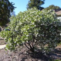 Arctostaphylos manzanita ‘Dr. Hurd’