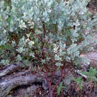Arctostaphylos gabilanensis