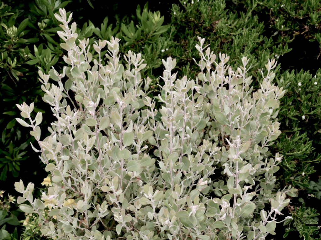 Arctostaphylos silvicola 'Ghostly' - Bonny Doon manzanita