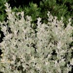 Arctostaphylos silvicola 'Ghostly' - Bonny Doon manzanita