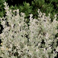 Arctostaphylos silvicola ‘Ghostly’