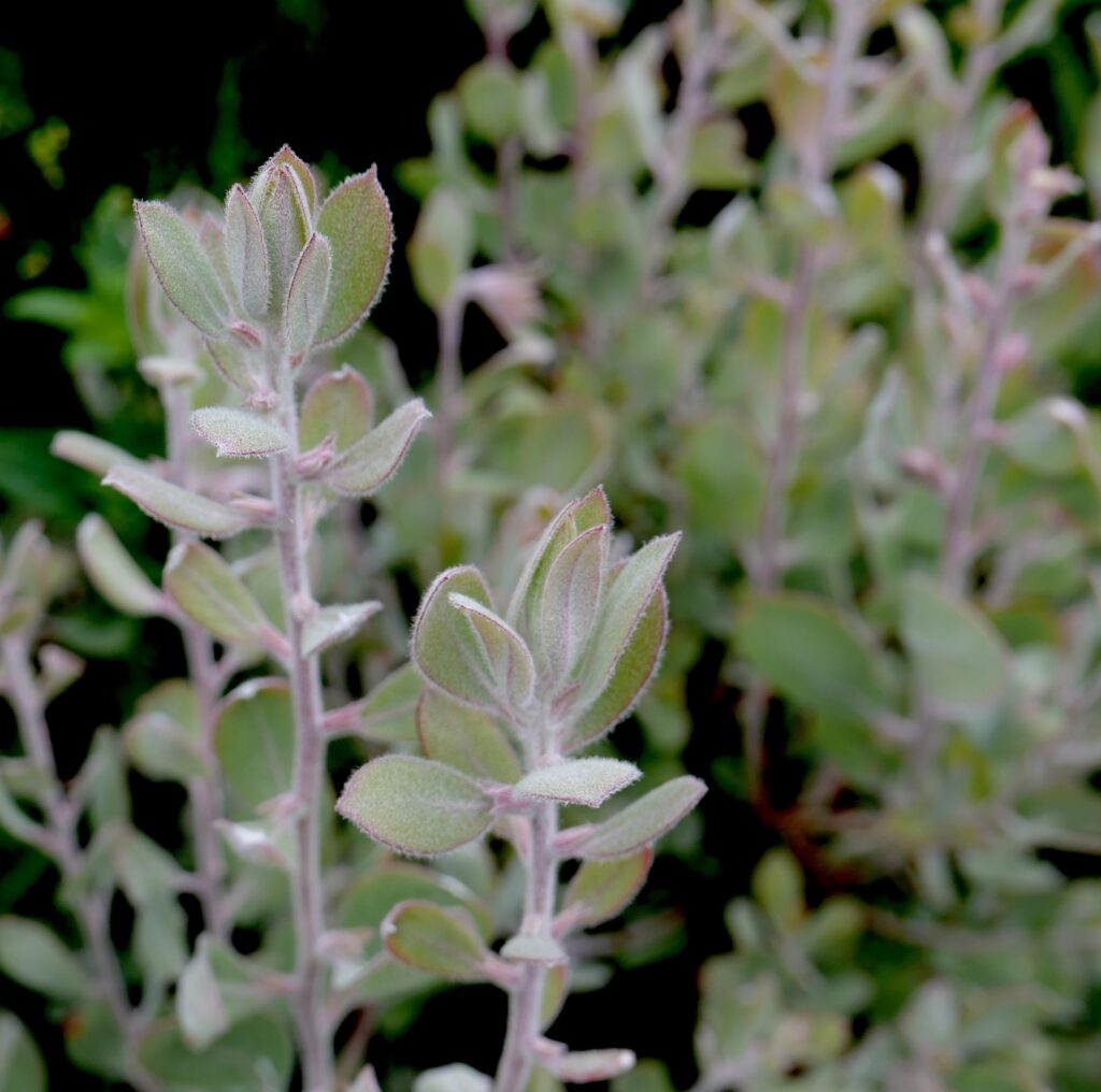 Arctostaphylos silvicola 'Ghostly' - Bonny Doon manzanita