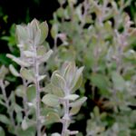 Arctostaphylos silvicola 'Ghostly' - Bonny Doon manzanita