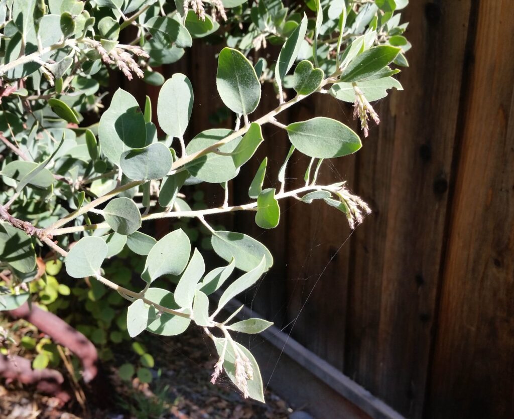 Arctostaphylos manzanita 'Hood Mountain' - common manzanita