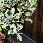 Arctostaphylos manzanita 'Hood Mountain' - common manzanita