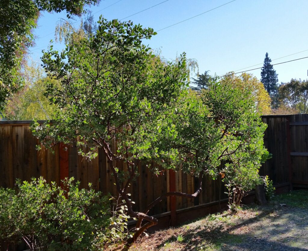 Arctostaphylos manzanita 'Hood Mountain' - common manzanita