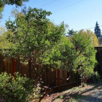 Arctostaphylos manzanita ‘Hood Mountain’