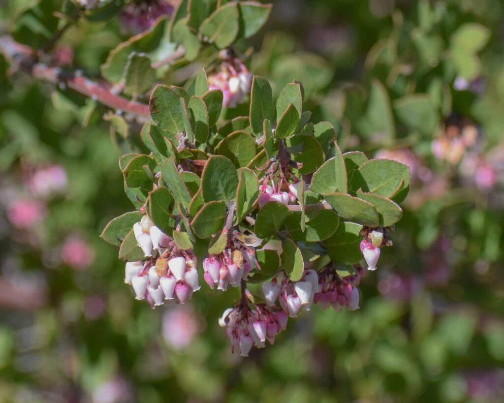 Arctostaphylos hookeri x pajaroensis - Tilden form - manzanita