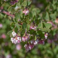 Arctostaphylos hookeri x pajaroensis – Tilden form