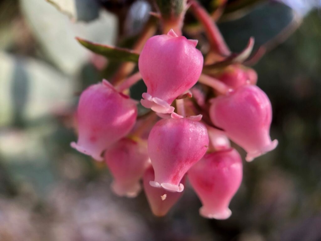 Arctostaphylos 'Lester Rowntree' - manzanita