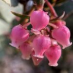 Arctostaphylos 'Lester Rowntree' - manzanita