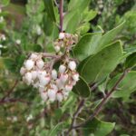 Arctostaphylos manzanita - common manzanita
