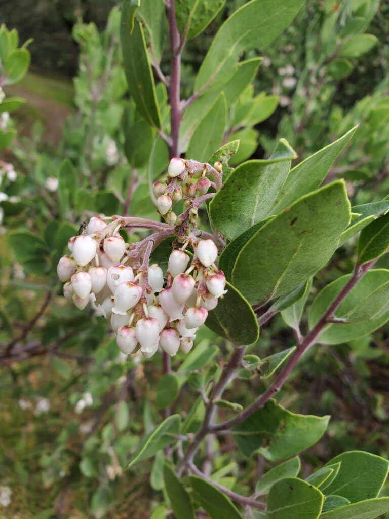 Arctostaphylos manzanita - common manzanita