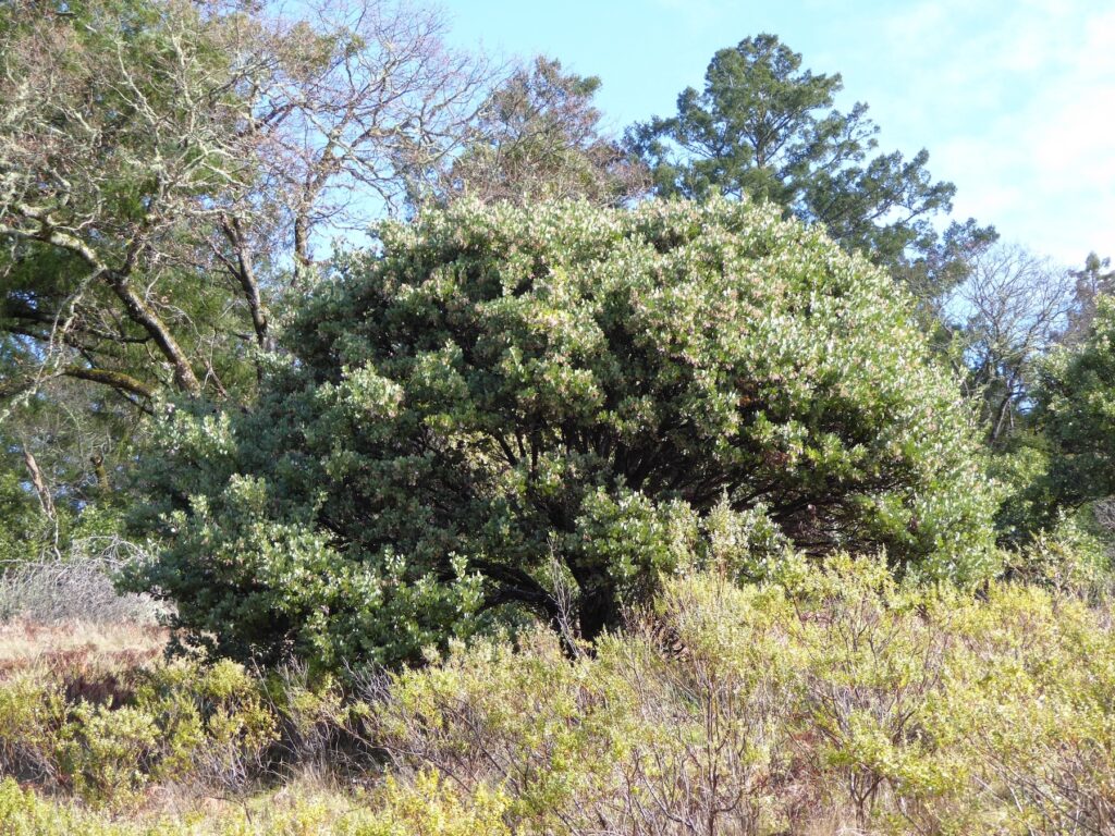 Arctostaphylos manzanita - common manzanita