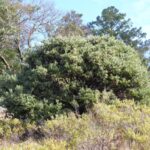 Arctostaphylos manzanita - common manzanita