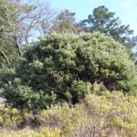 Arctostaphylos manzanita