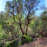 Arctostaphylos manzanita - common manzanita