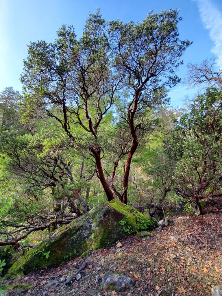 Arctostaphylos manzanita - common manzanita