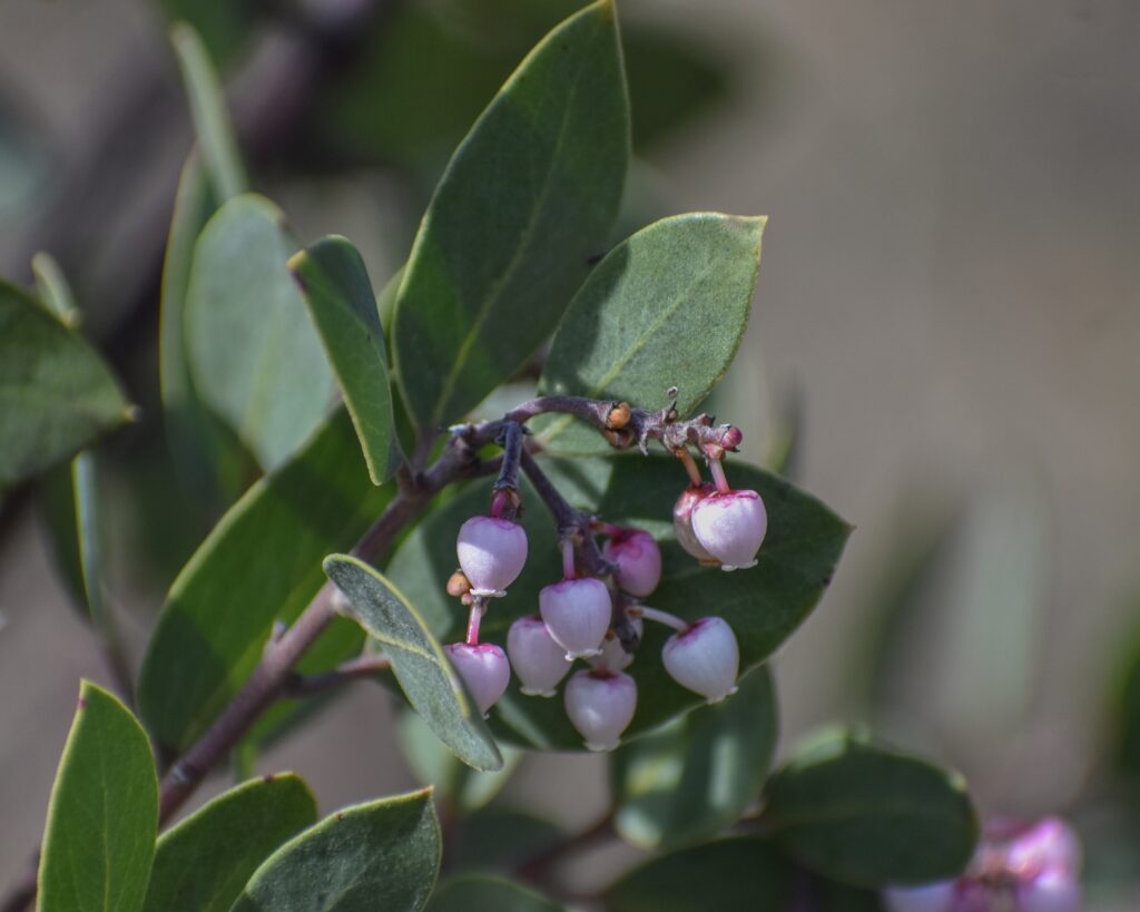 Arctostaphylos manzanita 'Garrison Canyon' - common manzanita