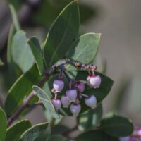 Arctostaphylos manzanita ‘Garrison Canyon’