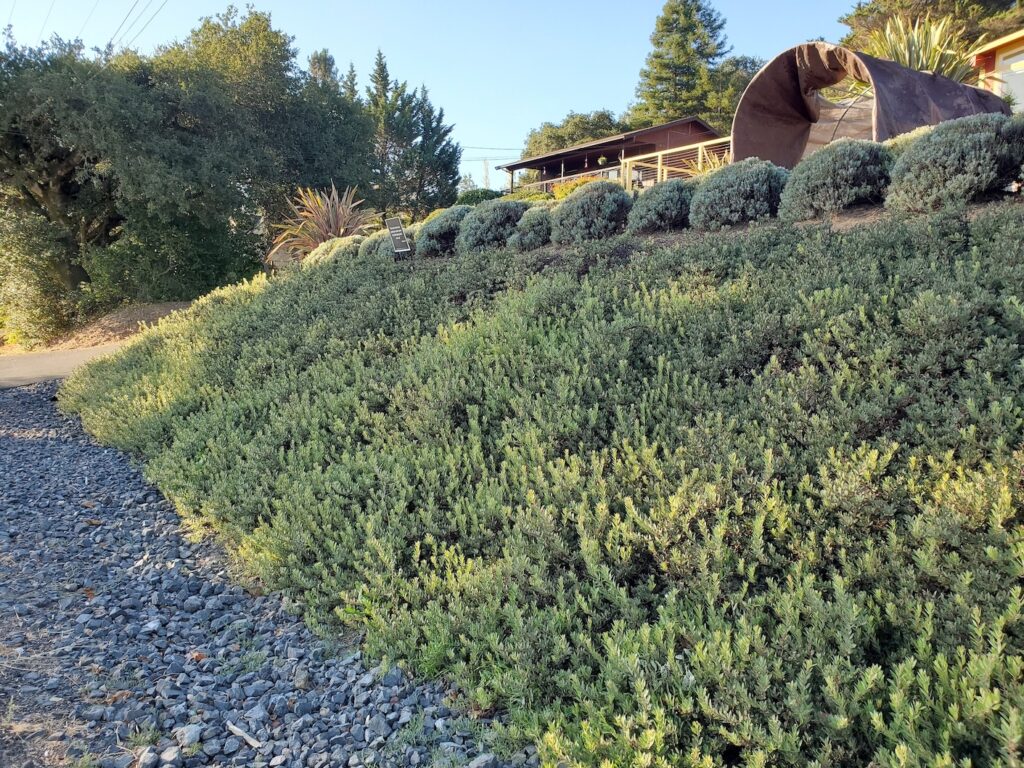 Arctostaphylos 'Pacific Mist' - manzanita